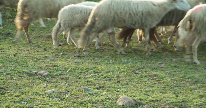 Herd of sheep walk on sunny day on grass, one looks at camera, static