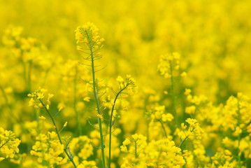 Obraz premium Oilseed rape