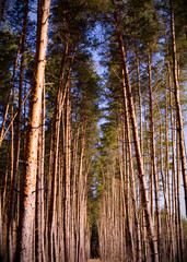 pine forest on a sunny day