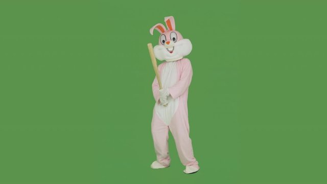 Easter bunny plays baseball, takes beats baseball bat on chroma key, green screen. Plush Easter Bunny life-size suit or costume love sport, fights, beats