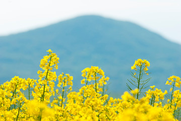 Obraz premium Oilseed rape