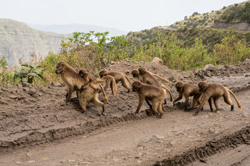 Gelada monkeys in Ethiopia