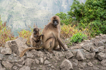 Gelada monkeys in Ethiopia
