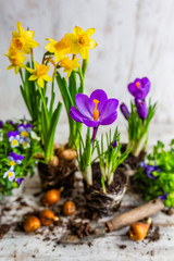 Spring decoration with blooming flowers.