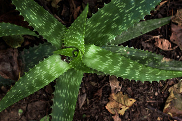 aloe vera plant contras color
