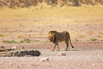 Wildlife in Kalahari
