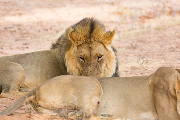 sleeping lions in Kalahari