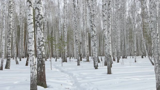 Walk in a birch grove