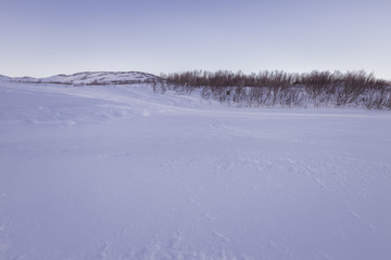Dwarf birches in the tundra. Snow-covered tundra, Barents sea coast, the Kola Peninsula, Teriberka, Russia