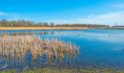 Reed along the edge of a lake in a natural park below a blue cloudy sky in sunlight in winter