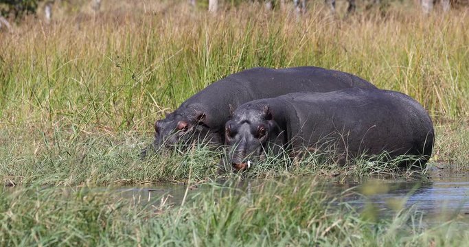 big Hippo Hippopotamus feeding in natural habitat okavango river. National Park Moremi, Okavango, Botswana Africa Safari Wildlife