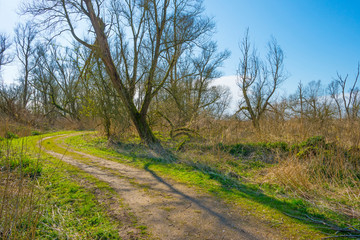 Forest in wetland with deciduous trees below a blue sky in sunlight in winter