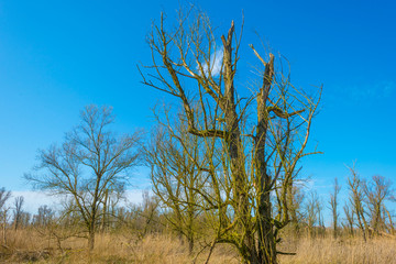 Forest in wetland with deciduous trees below a blue sky in sunlight in winter