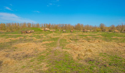Horses in a field in a green natural park below a blue cloudy sky in sunlight in winter © Naj
