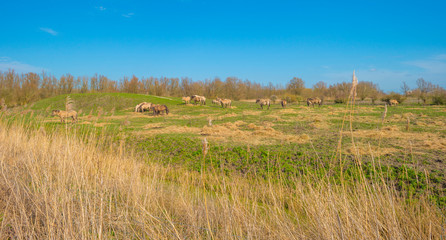 Horses in a field in a green natural park below a blue cloudy sky in sunlight in winter © Naj