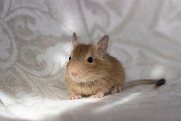 Squirrel degu sits on a light background in full-face. The color is sand.