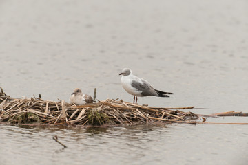 Mouette à tête grise,.Chroicocephalus cirrocephalus, Grey headed Gull
