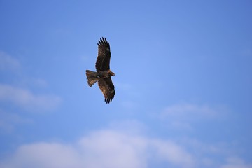 大空を舞うトビ