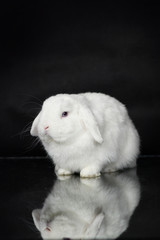 White mini lop bunny on dark background. rabbit with blue eyes and reflection