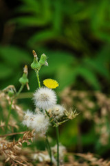 dandelion on green background