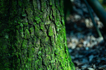 苔のついた木