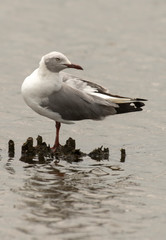 Mouette à tête grise,.Chroicocephalus cirrocephalus, Grey headed Gull
