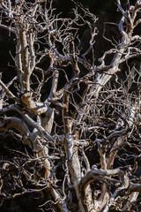 Old tree in mountains - nature background