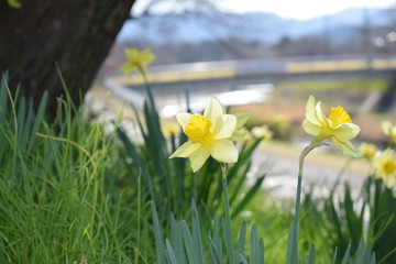 Obraz premium 3月の花15