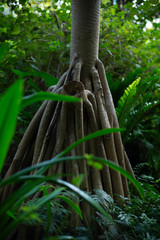 ジャングルの木