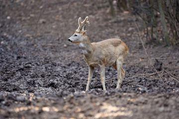Roebuck in the forest