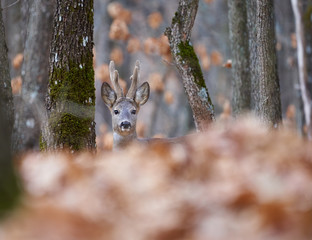 Roebuck in the forest