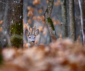 Roebuck in the forest
