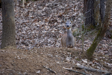 Roebuck in the forest