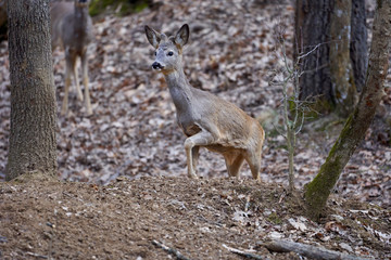 Roebuck in the forest