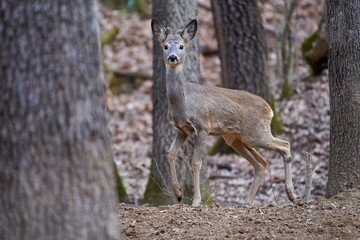 Roebuck in the forest