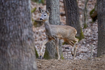 Roebuck in the forest