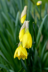 daffodils in garden, soft focus