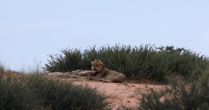 resting family of lion in Kalahari national park, South Africa wildlife safari