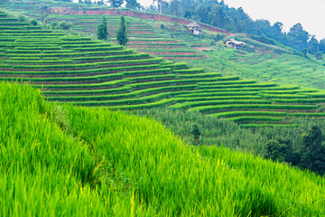 Green rice terrace with small wooden houses on mountain