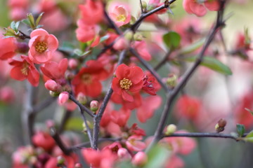 Japanische Zierquitte (Chaenomeles japonica)