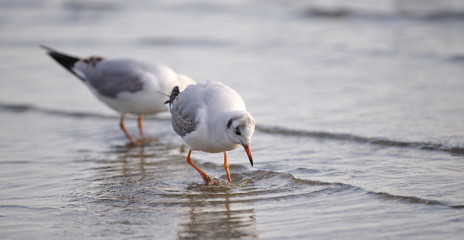 波打ち際のカモメ