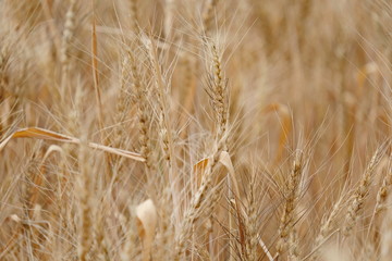 stalks of ripened wheat