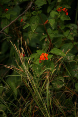 red flowers in the garden
