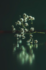 reflection in the water of beautiful white flowers