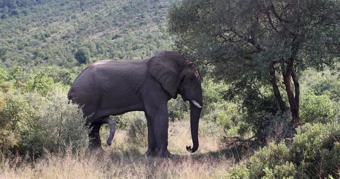 Majestic wild African Elephant ready for mating in Pilanesberg Game reserve. South Africa wildlife safari.