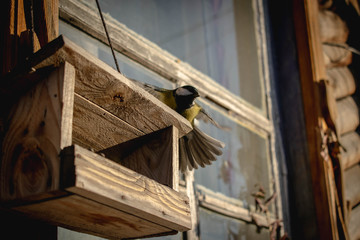tit flew to the feeding trough