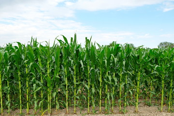 maturing corn on the open air