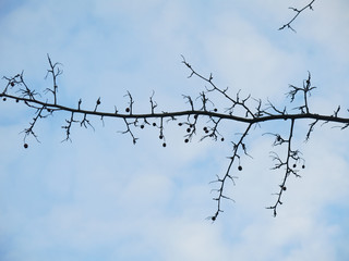 larch branch with cones and needles against the blue sky