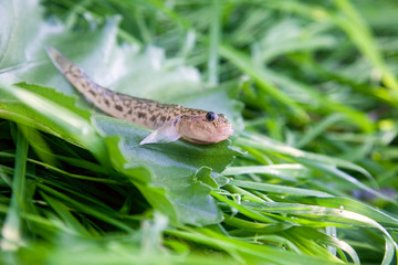 Close up view of freshwater bullhead fish or round goby fish just taken from the water on big green leaf..