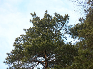 the top of fluffy pines against the blue sky